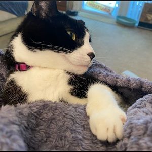 Meet your Posher, Katie